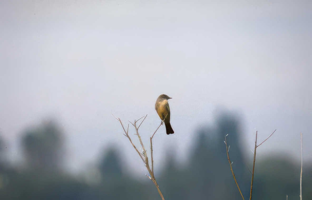 willow flycatcher branch Vintage A4 Photo Print