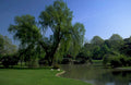 willow pond reflection 1980s 1990s A4 Photo Print
