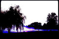 willow sky trees Vintage A4 Photo Print