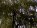 willow tree canopy1980s 1990s A4 Photo Print