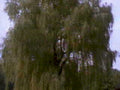 willow tree garden1980s 1990s A4 Photo Print