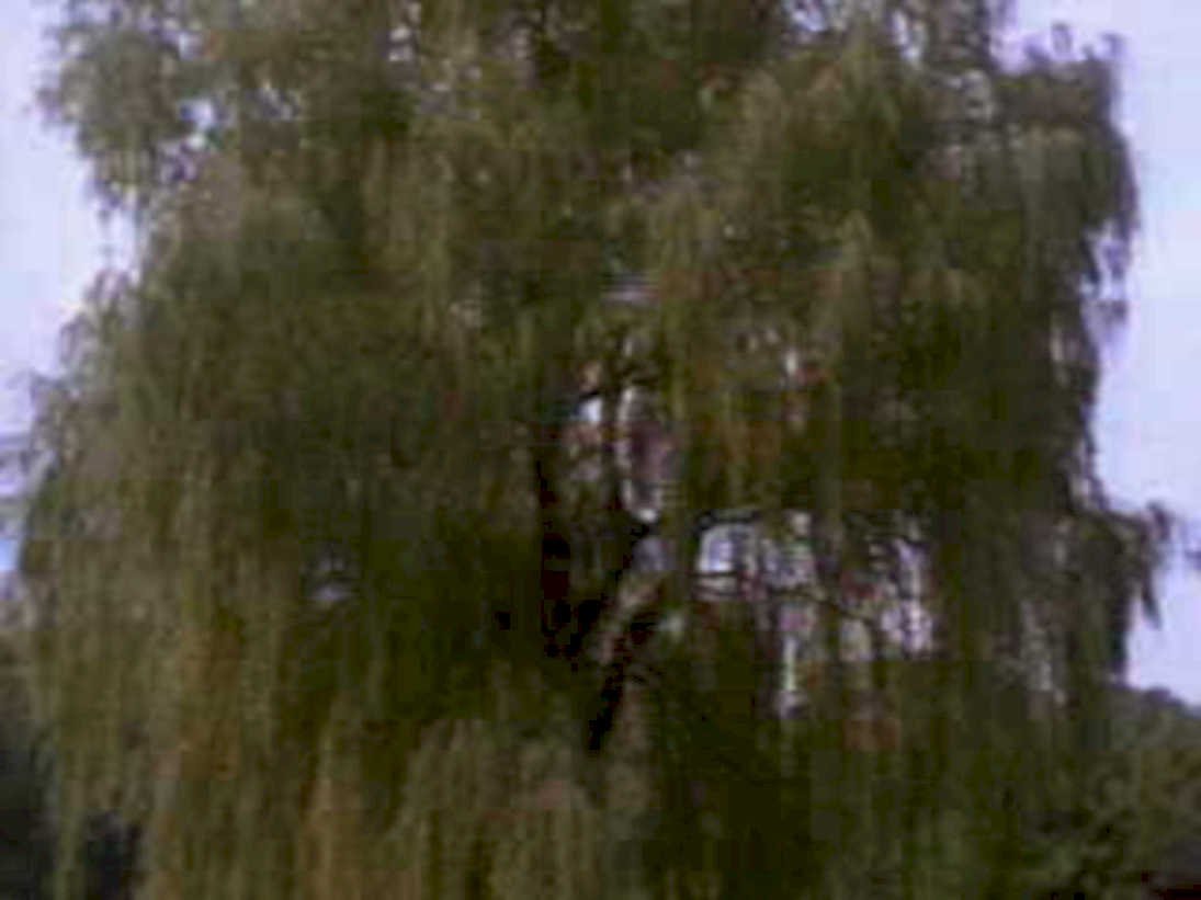willow tree garden1980s 1990s A4 Photo Print