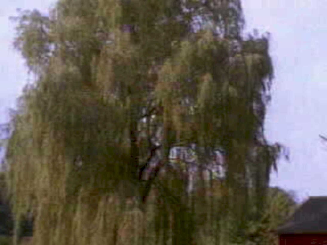 willow tree landscape1980s 1990s A4 Photo Print