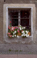 window box flowers 2 1980s 1990s A4 Photo Print