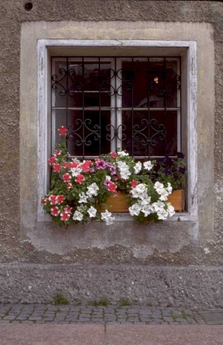 window box flowers 2 1980s 1990s A4 Photo Print