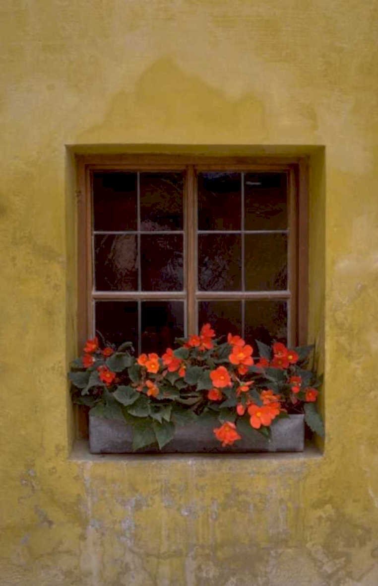 window box flowers 3 1980s 1990s A4 Photo Print