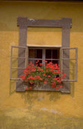 window box geraniums 2 1980s 1990s A4 Photo Print