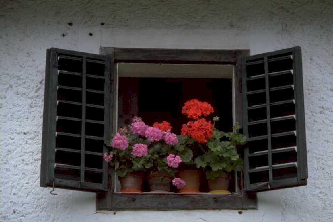 window geraniums box 1980s 1990s A4 Photo Print