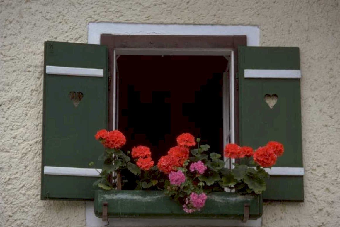 window shutters geraniums 1980s 1990s A4 Photo Print