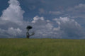windswept tree sky 1980s 1990s A4 Photo Print