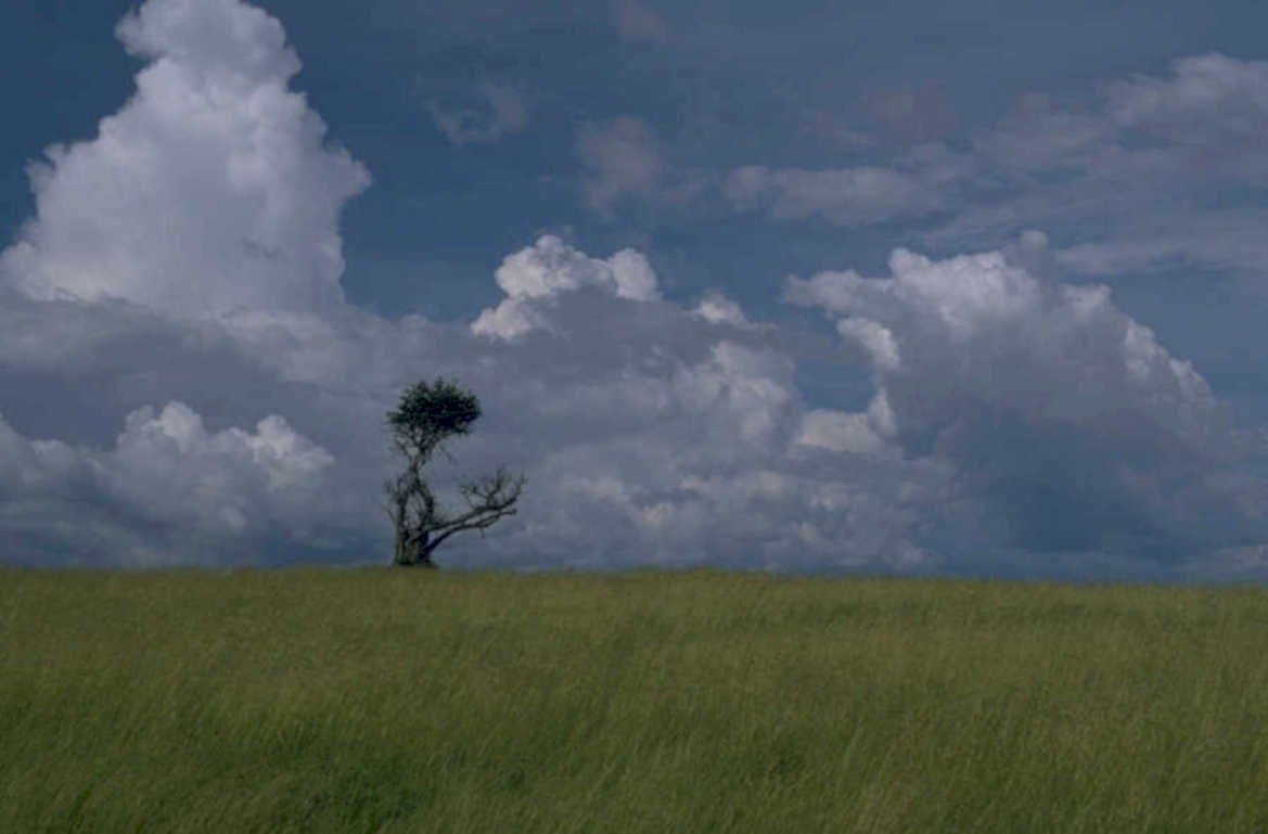 windswept tree sky 1980s 1990s A4 Photo Print