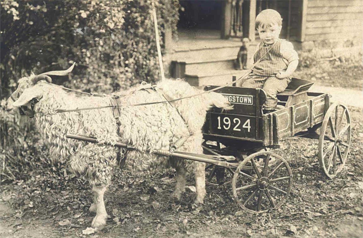 winston goat cart Vintage world war A4 Photo Print