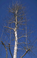 winter birch tree 1980s 1990s A4 Photo Print