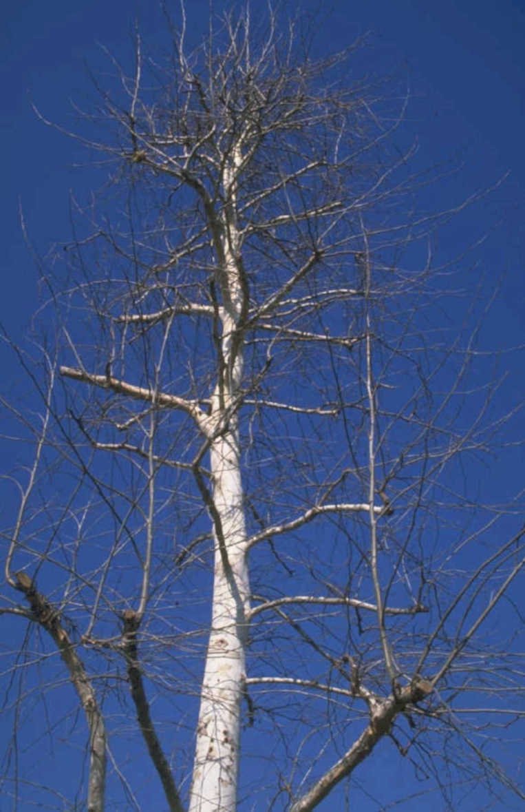 winter birch tree 1980s 1990s A4 Photo Print