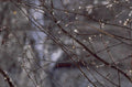 winter branches ice 1980s 1990s A4 Photo Print