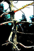 winter branches tree Vintage A4 Photo Print