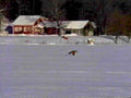 winter cabin dog1980s 1990s A4 Photo Print