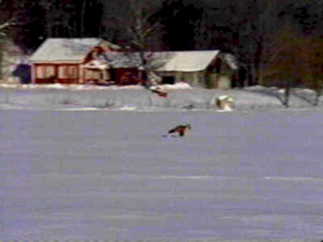winter cabin dog1980s 1990s A4 Photo Print