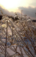 winter cattails ice Vintage A4 Photo Print