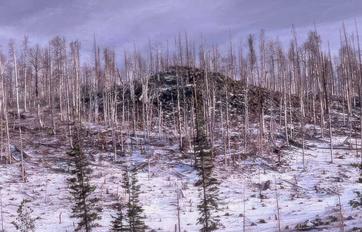 winter clearcut debris Vintage A4 Photo Print