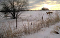 winter cows snow Vintage A4 Photo Print