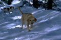 winter dog snow 1980s 1990s A4 Photo Print