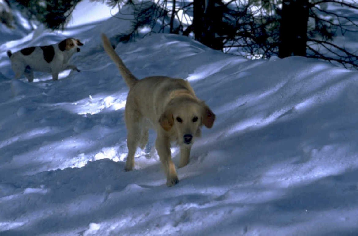 winter dog snow 1980s 1990s A4 Photo Print