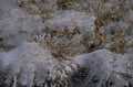 winter field snowfrost 1980s 1990s A4 Photo Print