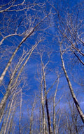 winter forest birch 1980s 1990s A4 Photo Print