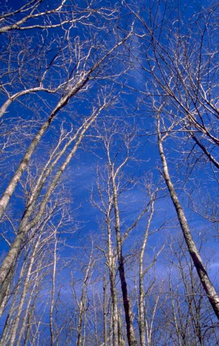 winter forest birch 1980s 1990s A4 Photo Print