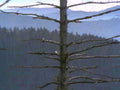 winter forest decayed1980s 1990s A4 Photo Print