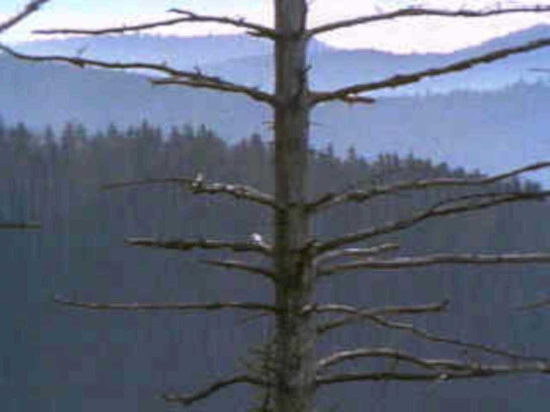 winter forest decayed1980s 1990s A4 Photo Print