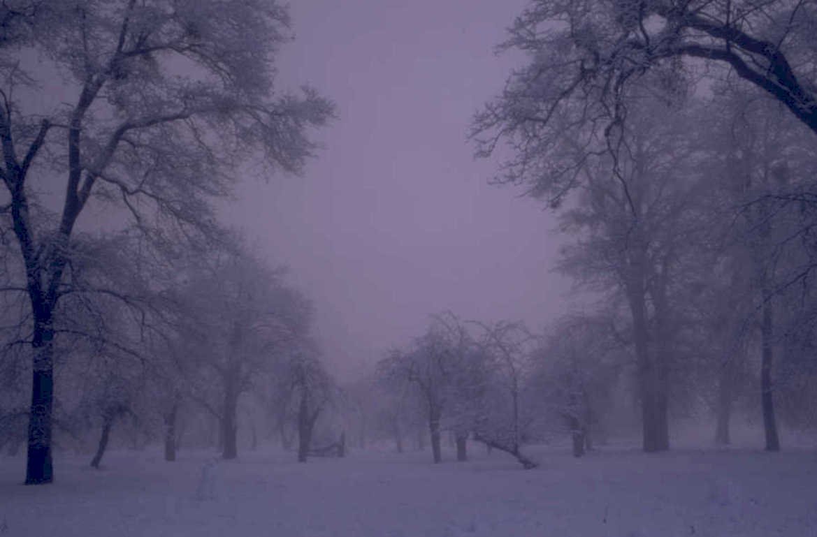 winter forest purple 1980s 1990s A4 Photo Print