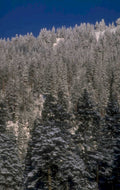 winter forest scene 1 1980s 1990s A4 Photo Print