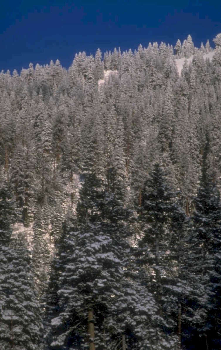 winter forest scene 1 1980s 1990s A4 Photo Print