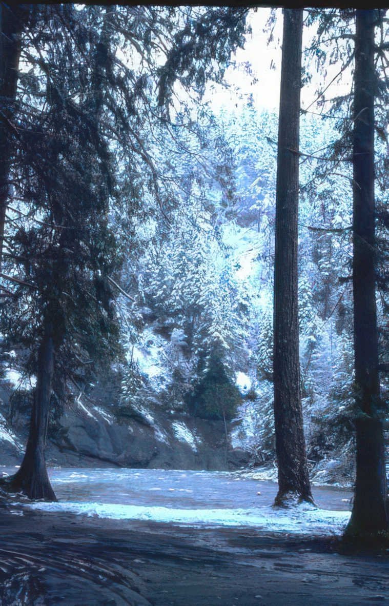winter forest scene 1 Vintage A4 Photo Print