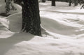 winter forest scene 1980s 1990s A4 Photo Print