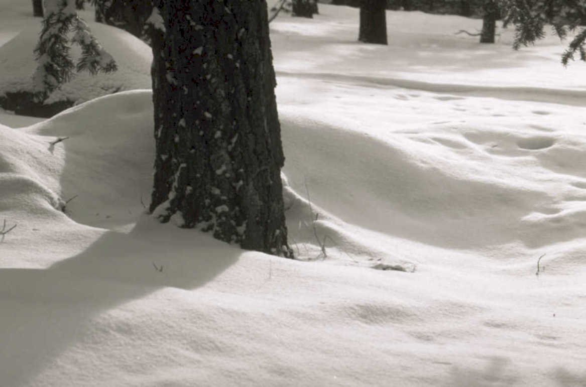 winter forest scene 1980s 1990s A4 Photo Print