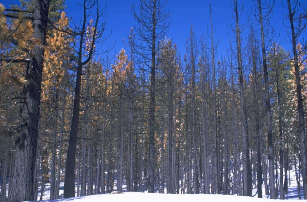 winter forest scene 2 1980s 1990s A4 Photo Print