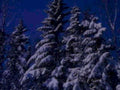 winter forest scene1980s 1990s A4 Photo Print 42