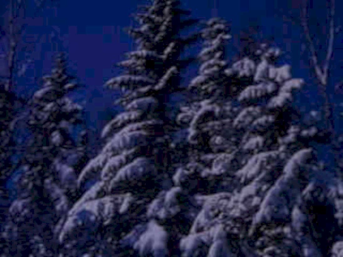 winter forest scene1980s 1990s A4 Photo Print 42