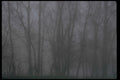 winter forest scene1980s 1990s A4 Photo Print