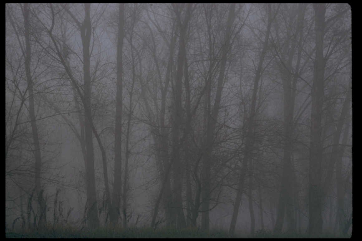 winter forest scene1980s 1990s A4 Photo Print
