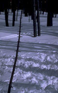 winter forest shadow 1980s 1990s A4 Photo Print