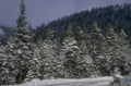 winter forest snow 1980s 1990s A4 Photo Print 42