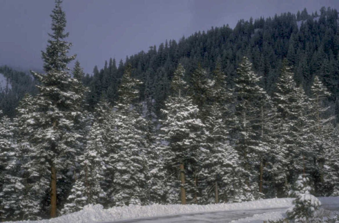 winter forest snow 1980s 1990s A4 Photo Print 42