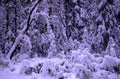 winter forest snow 1980s 1990s A4 Photo Print 43