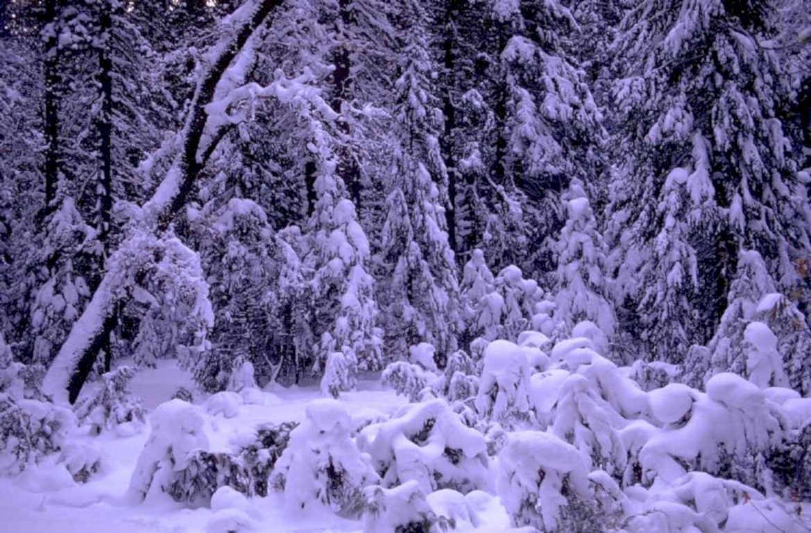 winter forest snow 1980s 1990s A4 Photo Print 43