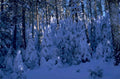 winter forest snow 1980s 1990s A4 Photo Print