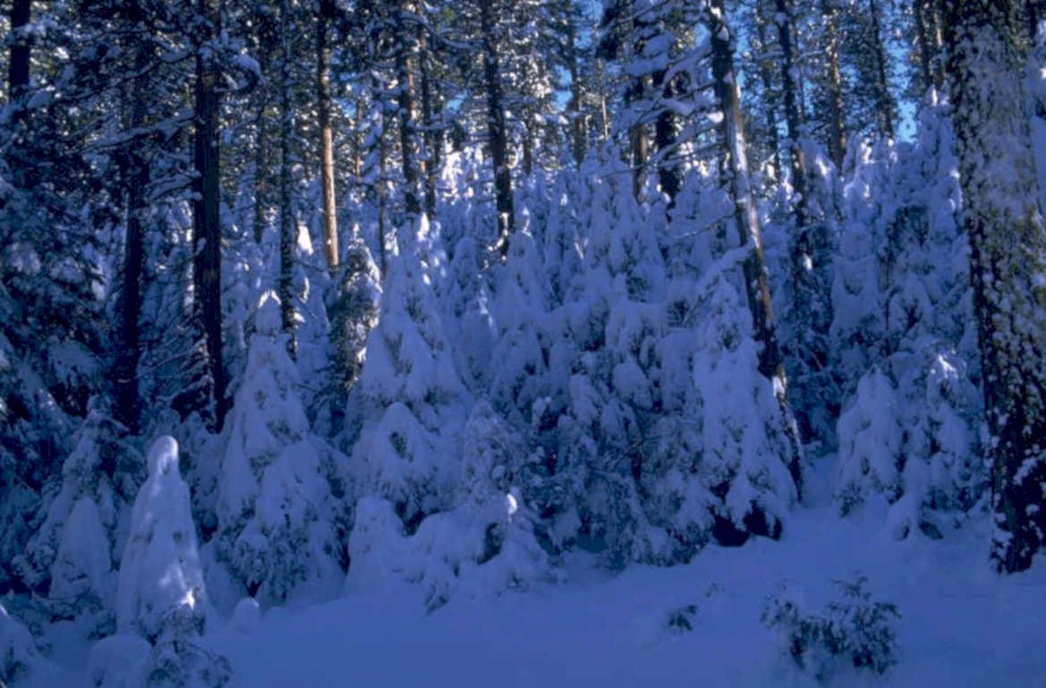 winter forest snow 1980s 1990s A4 Photo Print